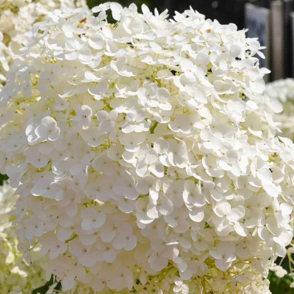 Hydrangea arborescens STRONG ANNABELLE 80-100 cm